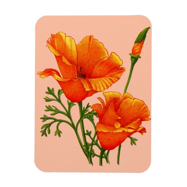 orange Kalifornien-poppies Magnet (Vertikal)