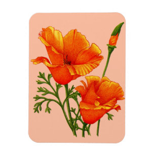 orange Kaliforniens poppor Magnet