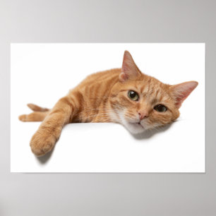 Orange Kat, nedåt Poster