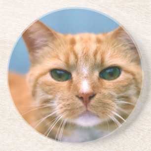 Orange katt för Tabbykattungekattunge Underlägg