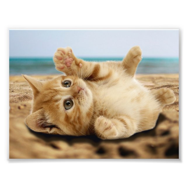 Orange katt ljugande på sand fototryck (Framsidan)