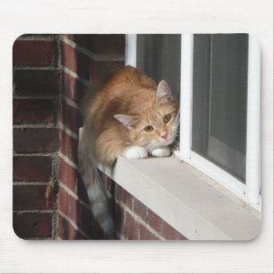 Orange katt musmatta