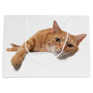 Orange Katt, nedåt