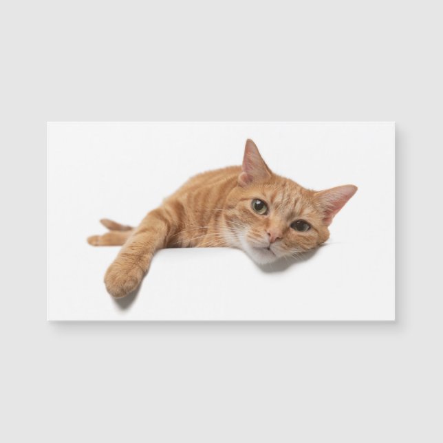 Orange Katt, nedåt (Framsida)