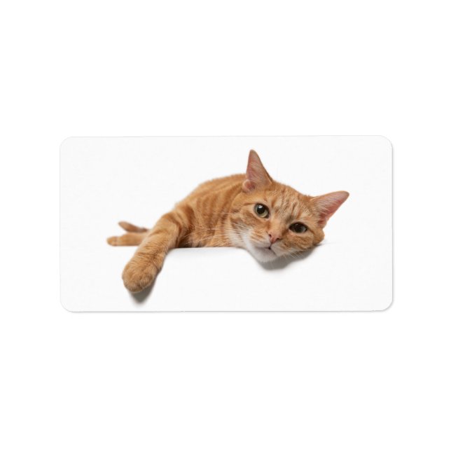 Orange Katt, nedåt Adressetikett (Framsidan)