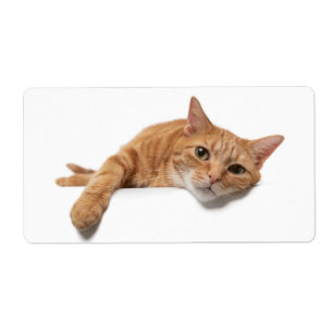 Orange Katt, nedåt Fraktsedel