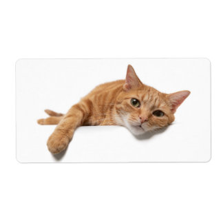 Orange Katt, nedåt Fraktsedel