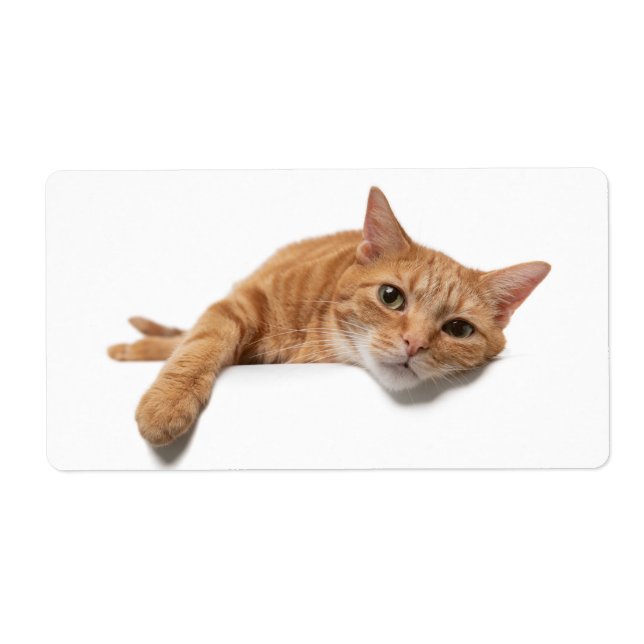 Orange Katt, nedåt Fraktsedel (Framsidan)