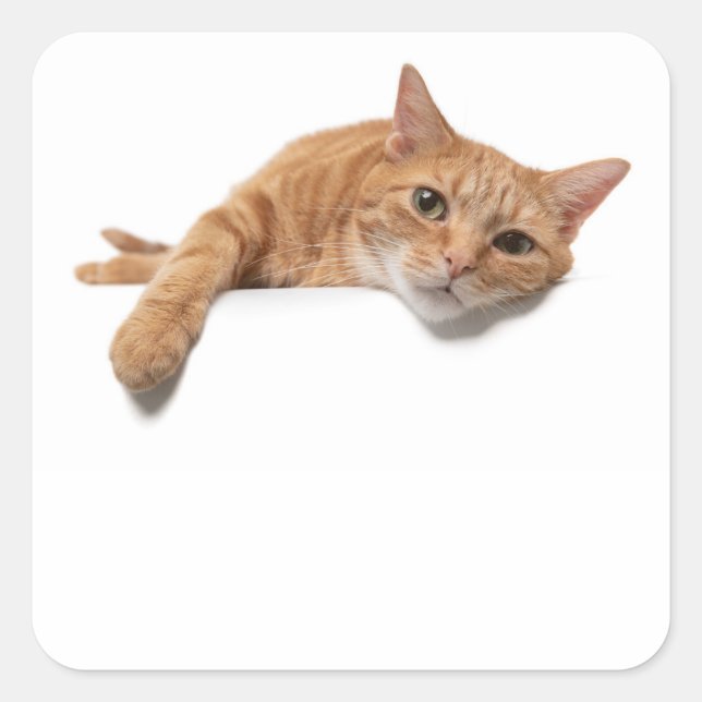 Orange Katt, nedåt Fyrkantigt Klistermärke (Framsida)
