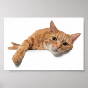 Orange Katt, nedåt Poster