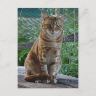 orange katt vykort