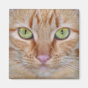Orange kattmagnet magnet