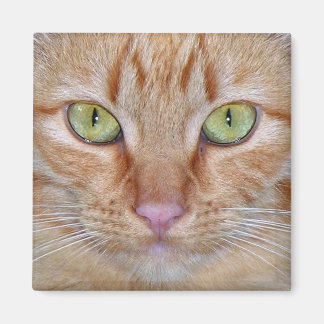 Orange Kattmagnet Magnet