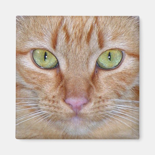 Orange Kattmagnet Magnet (Framsidan)