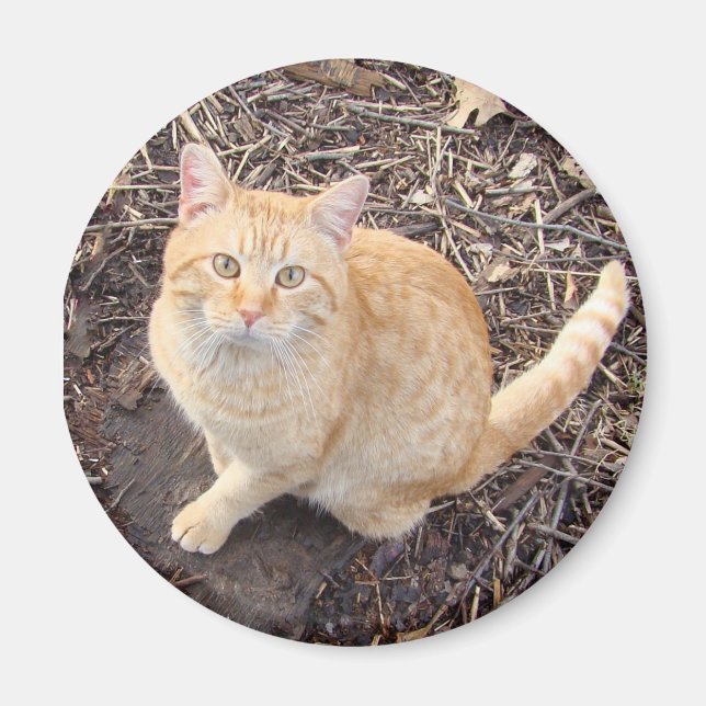 Orange Kattmagnet Magnet (Framsidan)