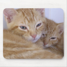 Orange kattungar musmatta