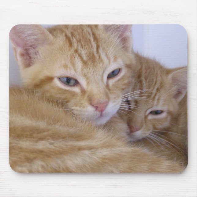 Orange kattungar musmatta (Framsidan)