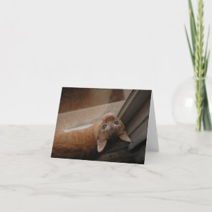 Orange kattunge notecard, av H.A.S. Arts Tack Kort
