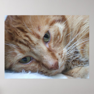 Orange Kattunge Poster