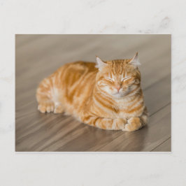 Orange Kattunge Vykort