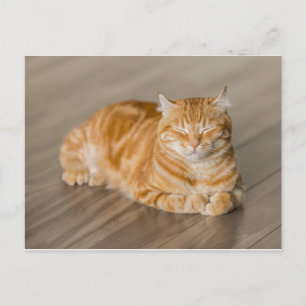 Orange Kattunge Vykort