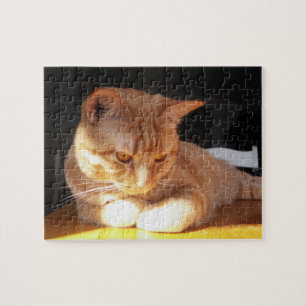 Orange kattungepussel pussel