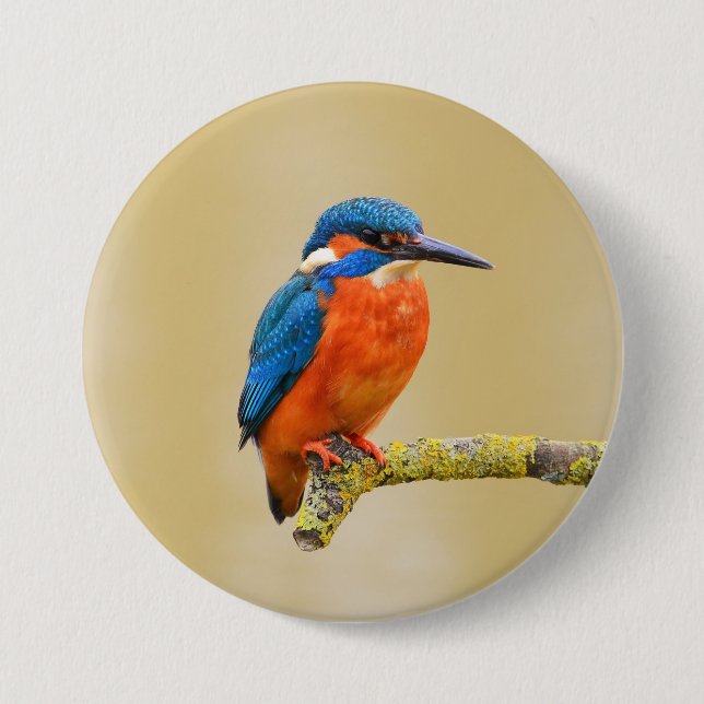 Orange Kingfisherfågel för blått Knapp (Framsida)