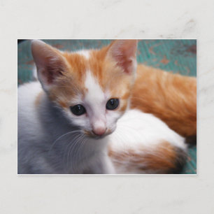 Orange Kitten Photograph Vykort