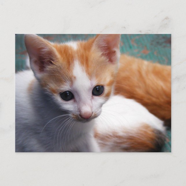 Orange Kittens Fotograf Vykort (Framsida)