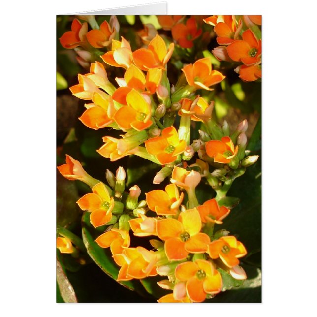 Orange-kluster OBS Kort (Framsidan)