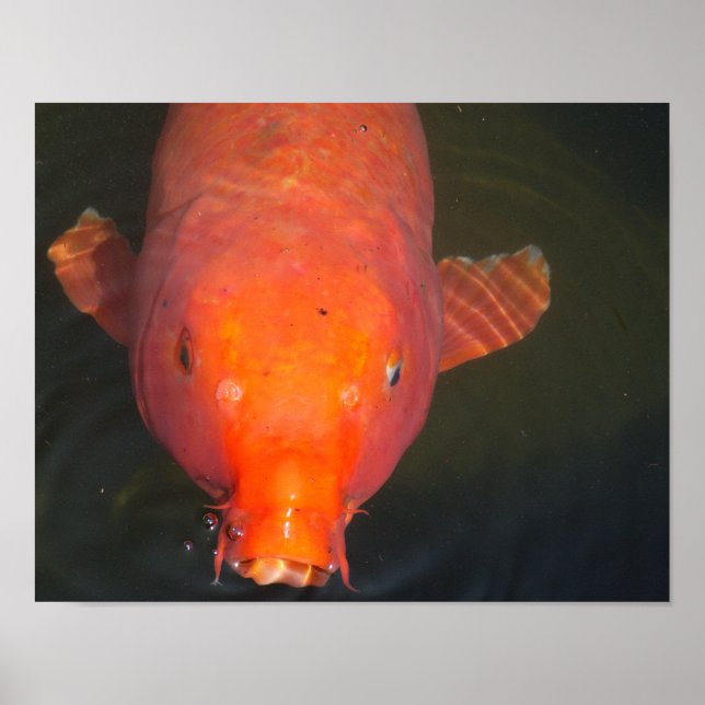 Orange Koi-fisk Poster (Framsidan)