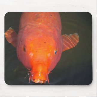 Orange Koi-fiskvykort Musmatta