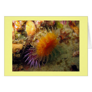 Orange Kopp Coral OBS Kort