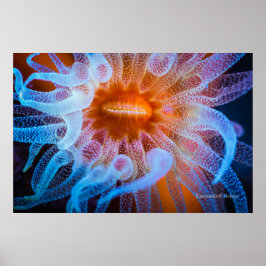 Orange kopp coral poster