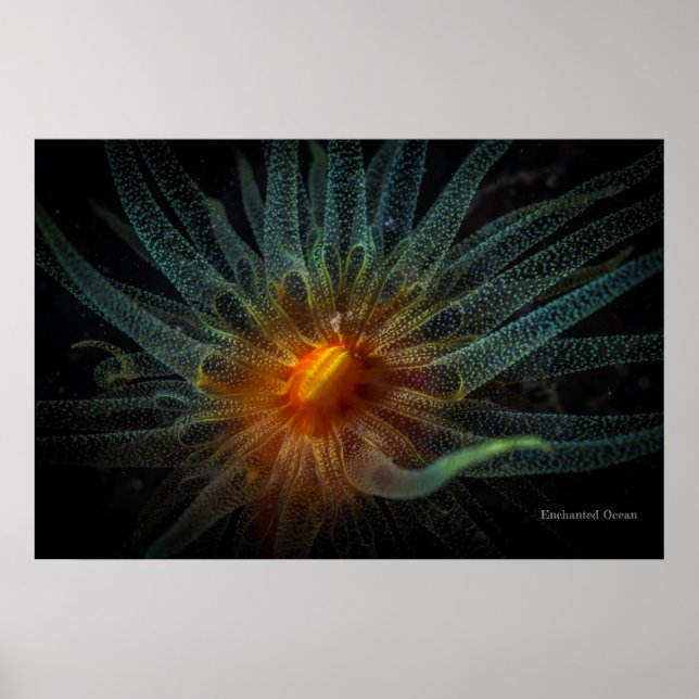 Orange kopp coral poster (Framsidan)