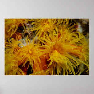 Orange kopp coral poster