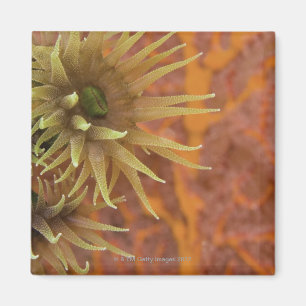 Orange koppkorall magnet