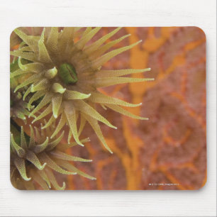 Orange koppkorall musmatta