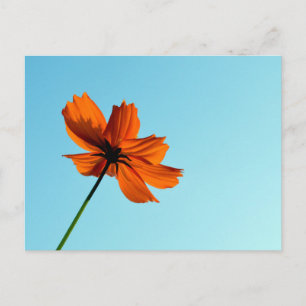 Orange Kosmosblomma  Vykort