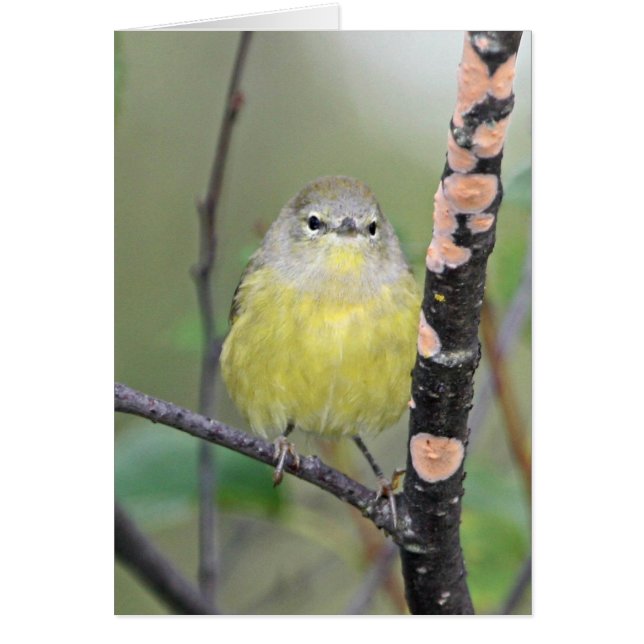 Orange-krönad sångare hälsningskort (Framsidan)