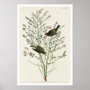 Orange-kronad varare av Audubon Poster