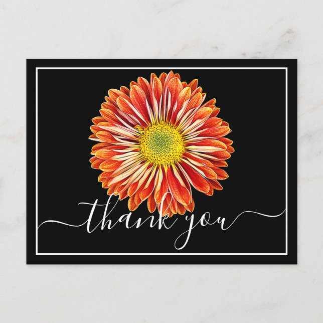 Orange Krysantemum Svart Bakgrund Tack Vykort (Framsida)