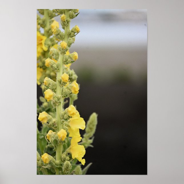 Orange Kungsljus Blommor Affisch (Framsidan)