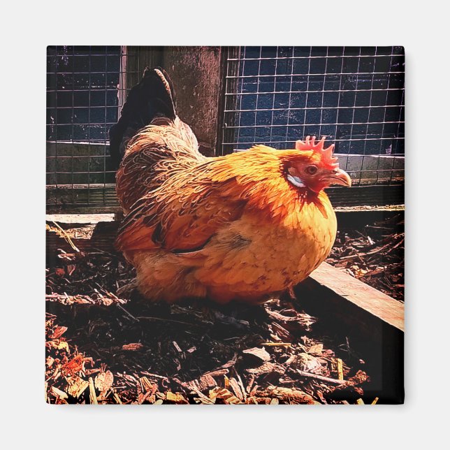 Orange kyckling magnet (Framsidan)