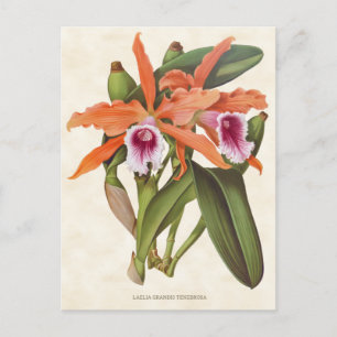 Orange Laelia Orchid Vintage Botanical Vykort