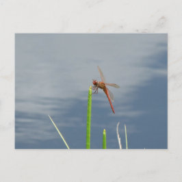 orange Libelle Postkarte Vykort