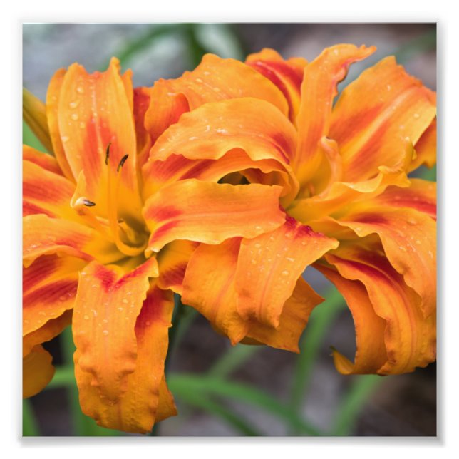 Orange Lilies Fototryck (Framsidan)