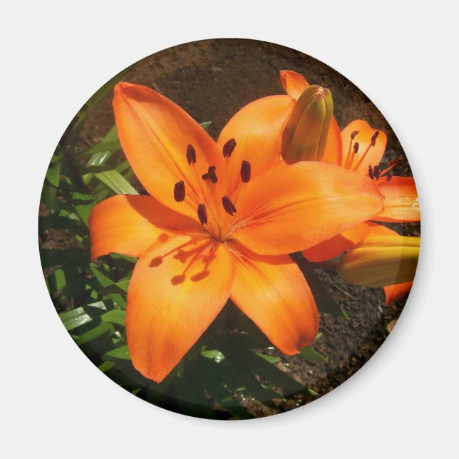 Orange Lilies Magnet (Framsidan)
