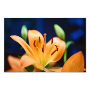 Orange Lilly Flower Blommar Fototryck