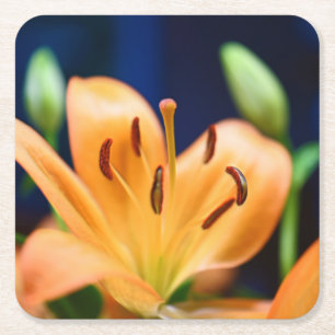 Orange Lilly Flower Blommar Underlägg Papper Kvadrat